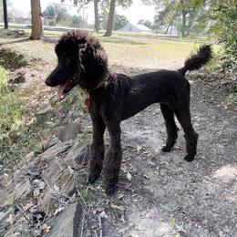 Willow - Poodle