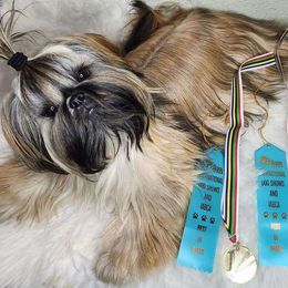 Lada - Shih Tzu