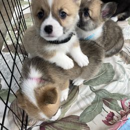 American Corgi and Pembroke Welsh Corgi Puppies from Cascadian Space Coast Corgis LLC