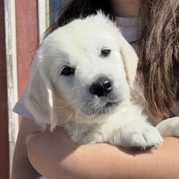 Oscar - Light golden male Golden Retriever puppy in Fresno, California from Warwick’s Central California Goldens