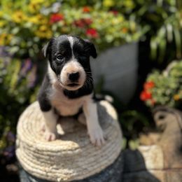 Girl 5 Black and White with Partial Collar - Black and white female Border Collie puppy in Minden, Iowa from Rocking N Registered Border Collies & Labradors