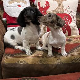 Dachshund Puppies from Mayberry Dachshunds