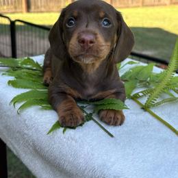 AKC Male 2600 - Chocolate and tan male Dachshund puppy in Summerville, South Carolina from Funk's Four-Legged Friends