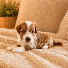Canyon - Red  male Goldendoodle puppy in Floyd, Virginia from Hearts and Paws Poodles and Doodles