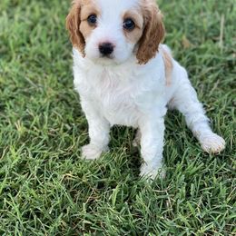Cavapoo, Goldendoodle, and Poodle Puppies from Desert Valley Doodles