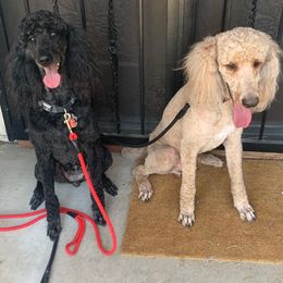 Poodle All Grown Up from Benson Standard Poodles