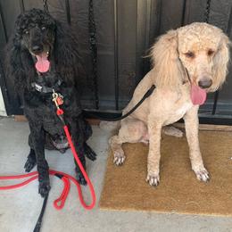 Poodle All Grown Up from Benson Standard Poodles