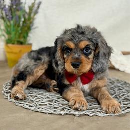 Red boy - Merle male Cavapoo puppy in Waukesha, Wisconsin from Bernedoodle Boutique (and Cavapoos)