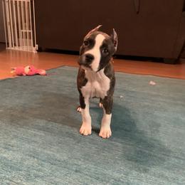 American Staffordshire Terrier and Lowchen Puppies from Lelani