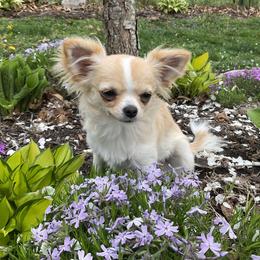 Chihuahua Puppies from Knox Rock'n Chihuahuas