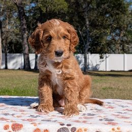 Dreamer - Goldendoodle puppy from Bundle of Joy Doodles