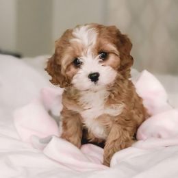 Cavapoos from CavapooDreams