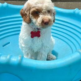 Red collar - Tri-color female Australian Labradoodle puppy in Fontana, California from Grammy's Puppy Love doodles and poodles