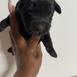 Giant Male A - Black male Giant Schnauzer puppy in Pearland, Texas from K & S Schnauzers