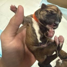 Orange Collar - Red male Shiba Inu puppy in Meridian, Idaho from Anko Shibas