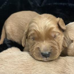 Canyon - Golden male Golden Retriever puppy in Blackfoot, Idaho from Ivy’s Goldens