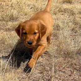 Maple - Golden female Golden Retriever puppy in Wellington, Colorado from High Country Golden Retrievers