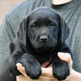 Maroon female - Black female Labrador Retriever puppy in Mississippi from Sure Shot English Labs
