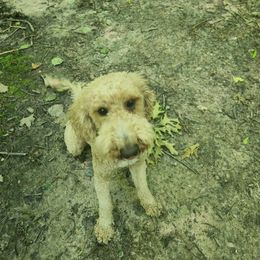 Crumpet - Goldendoodle