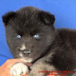 CINDER'S MALE 5 - Black and white male Siberian Husky puppy in Manilla, Iowa from Bruck's Siberian Huskies