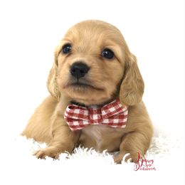 Poptart - Cream Dachshund puppy in Flint, Texas from Legacy Lane Dachshunds