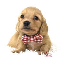 Poptart - Cream Dachshund puppy in Flint, Texas from Legacy Lane Dachshunds