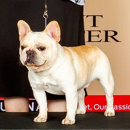 Badger - French Bulldog