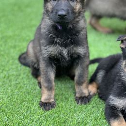 Girl 4 - German Shepherd puppy in Tamiami, Florida from Vom MontHaus