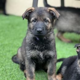 Girl 4 - German Shepherd puppy in Tamiami, Florida from Vom MontHaus