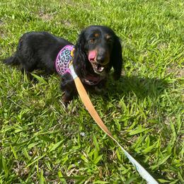 Minnie - Black and tan female Dachshund puppy in Williamsburg, Kentucky from Whispering Pine Dachshunds & Pomeranians