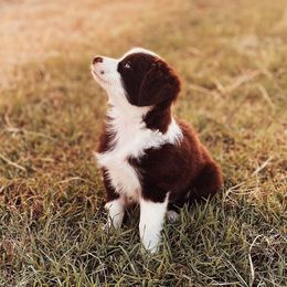 Miniature Australian Shepherd and Toy Australian Shepherd Puppies from Mesquite Tree Aussies