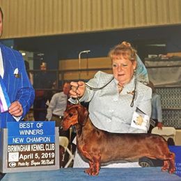 Dachshunds from Casperdachs