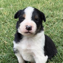 Toby - Tri-color male Border Collie puppy in Binger, Oklahoma from JM Cattle Co