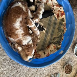 Cavalier King Charles Spaniel and Labrador Retriever Puppies from This & That Ranch
