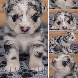 Zephyr - Merle male Pomsky puppy in Wyoming from 307 Pomskys