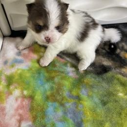 Girl 1 - Chocolate parti female Pomeranian puppy in Maplefalls, Washington from Snow peak poms