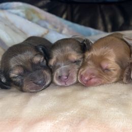 Dachshund Puppies from Dreamy Creamies