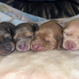 Dachshund Puppies from Dreamy Creamies