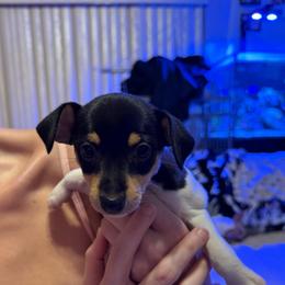 K Pup 3 - White black and tan female Toy Fox Terrier puppy in Clermont, Florida from Debbie Hiles's Toy Fox Terriers