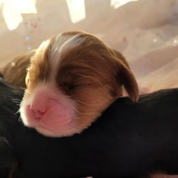 Girl 1 - Blenheim female Cavalier King Charles Spaniel puppy in Castorland, New York from Faithful Friends Cavaliers
