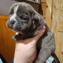 Maximilian - Blue tri-color male Bulldog puppy in Callao, Virginia from Northern Neck Bulldogs