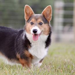 Hazel - Pembroke Welsh Corgi