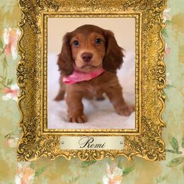 Dachshund Puppies from Vibrant Eyes Doxies