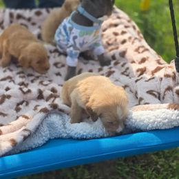 French Bulldog, Goldendoodle, and Mal-Shi Puppies from Courtney Nicole's Goldendoodles