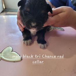 Miniature American Shepherd Puppies from Maureen Chappell's Miniature American Shepherds
