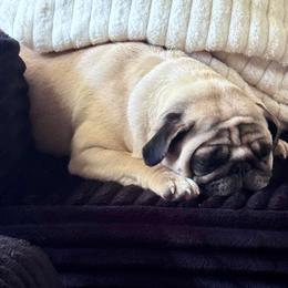 Peanut - Pug