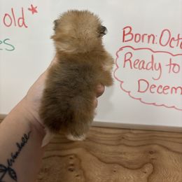 Kiwi - Cream sable parti female Pomeranian puppy in Anchorage, Alaska from Arctic Pomeranians