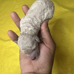 Caesar - Cream male Poodle puppy in Chattanooga, Tennessee from SoftPaw Kennels