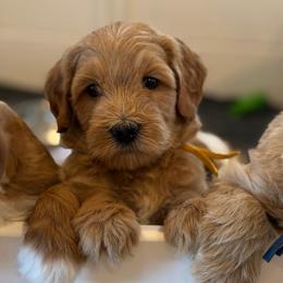 Promise - Apricot female Goldendoodle puppy in Hollister, Missouri from Wild Acres Goldendoodles
