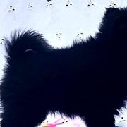 Schipperkes from Windward Schipperkes